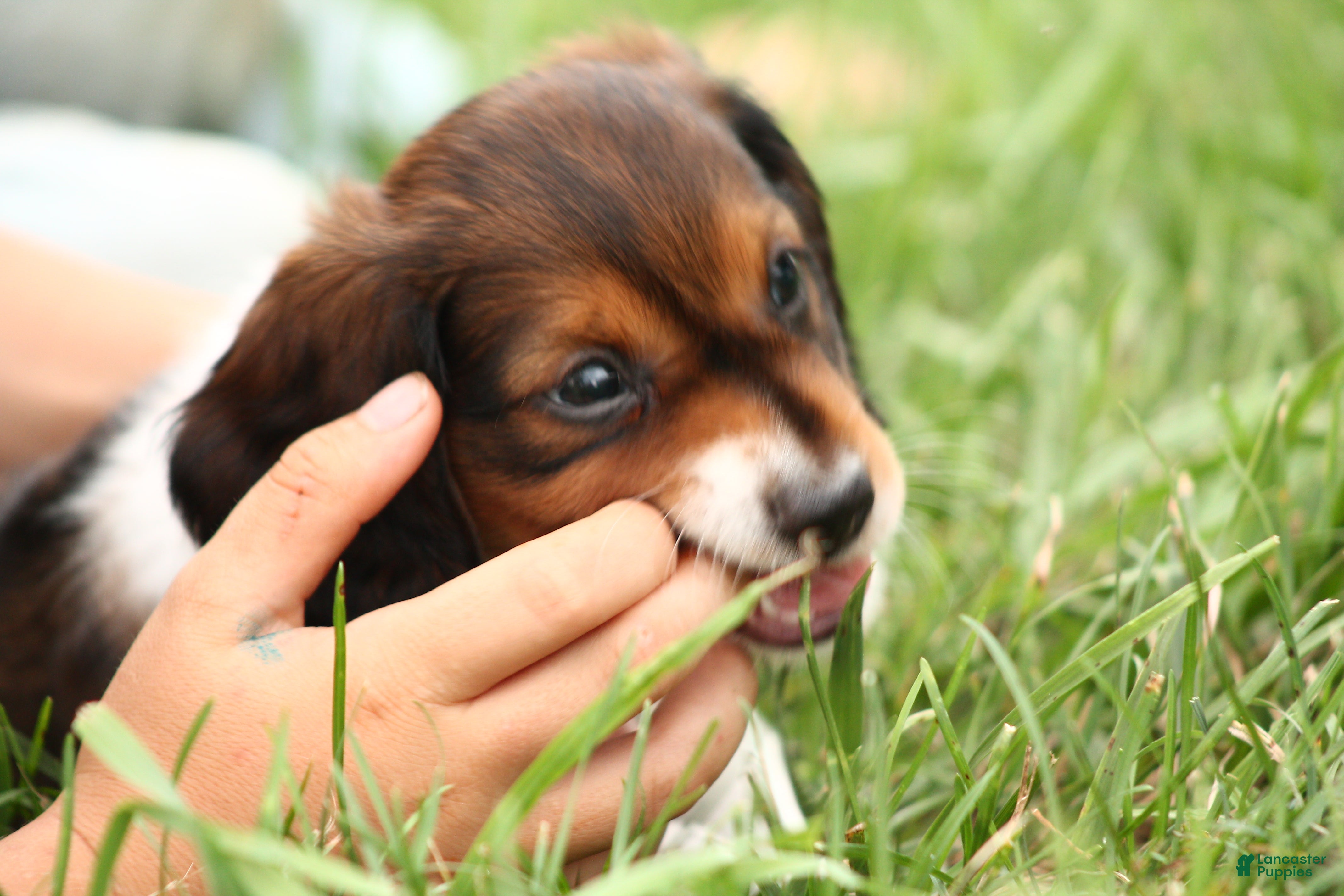 Dachshund dogs Smokey - Ad 2