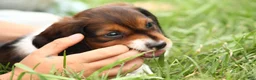 Dachshund dogs for sale: Smokey - Ad 2