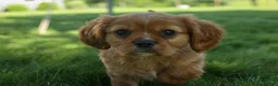 Cavalier King Charles Spaniel dogs for sale: Ford 💙 - Ad 2