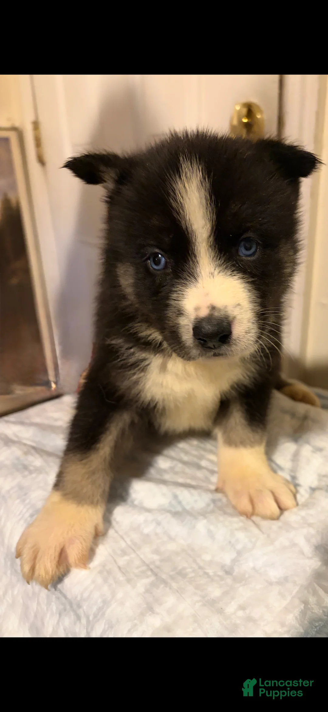 Mixed Breed dogs for sale: cash  - Ad 1