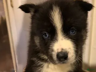 Mixed Breed dogs cash - Ad 22