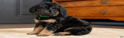 Mini Goldendoodle dogs for sale: Mr. Milo (Mini) - Ad 5