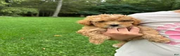 Mini Goldendoodle dogs for sale: Princess - Ad 8