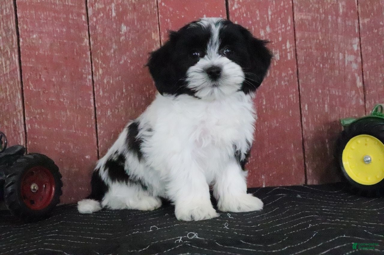 Teddy Bear dogs Luella - Ad 33