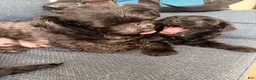Yorkiepoo dogs for sale: Nami - Ad 2