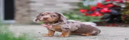 Miniature Dachshund dogs for sale: Ivy - Ad 7