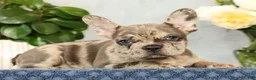 French Bulldog dogs for sale: Pamela - Ad 7
