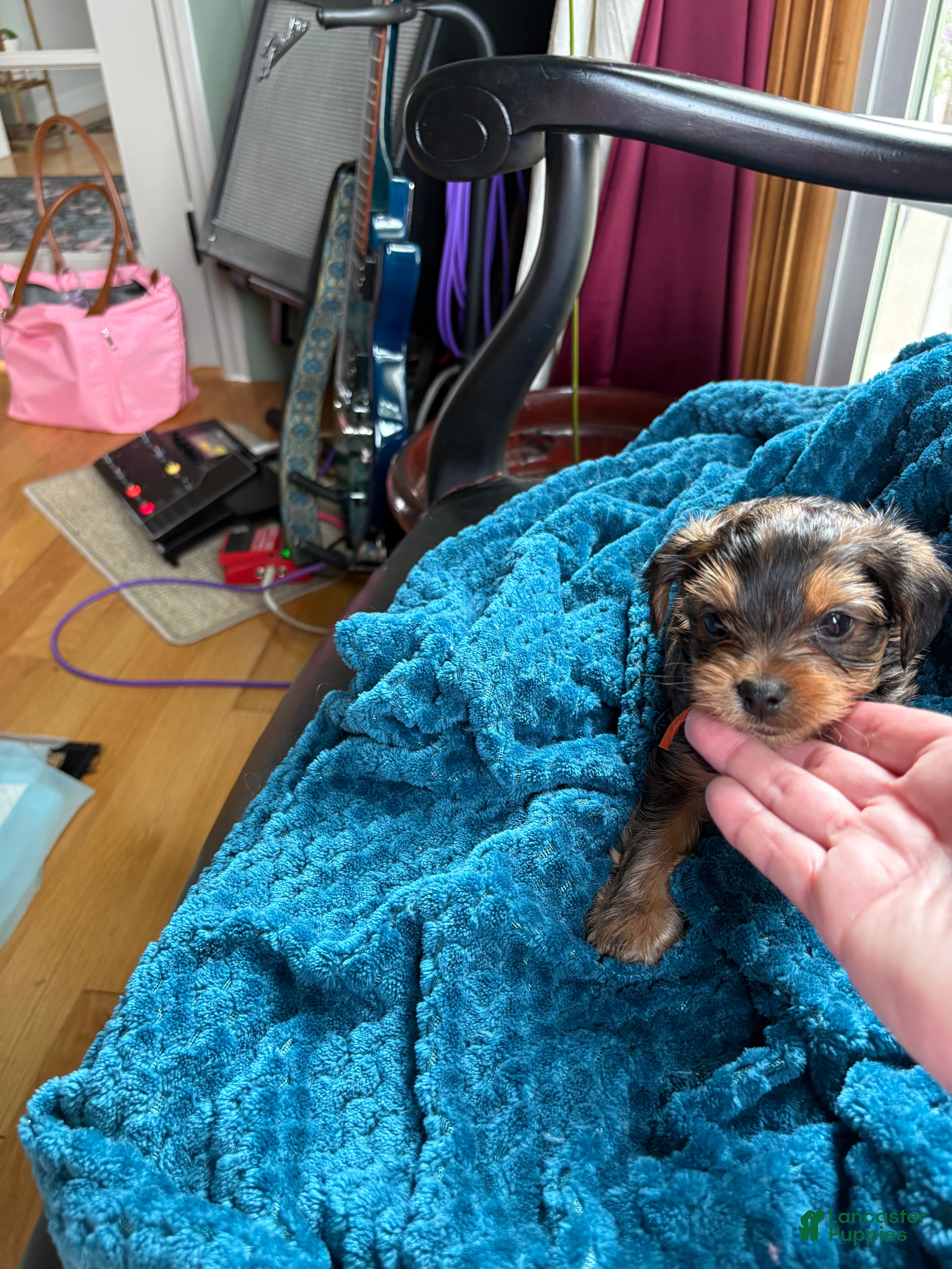 Yorkshire Terrier dogs for sale: Yorkshire Terrier Puppy 1 - Ad 8