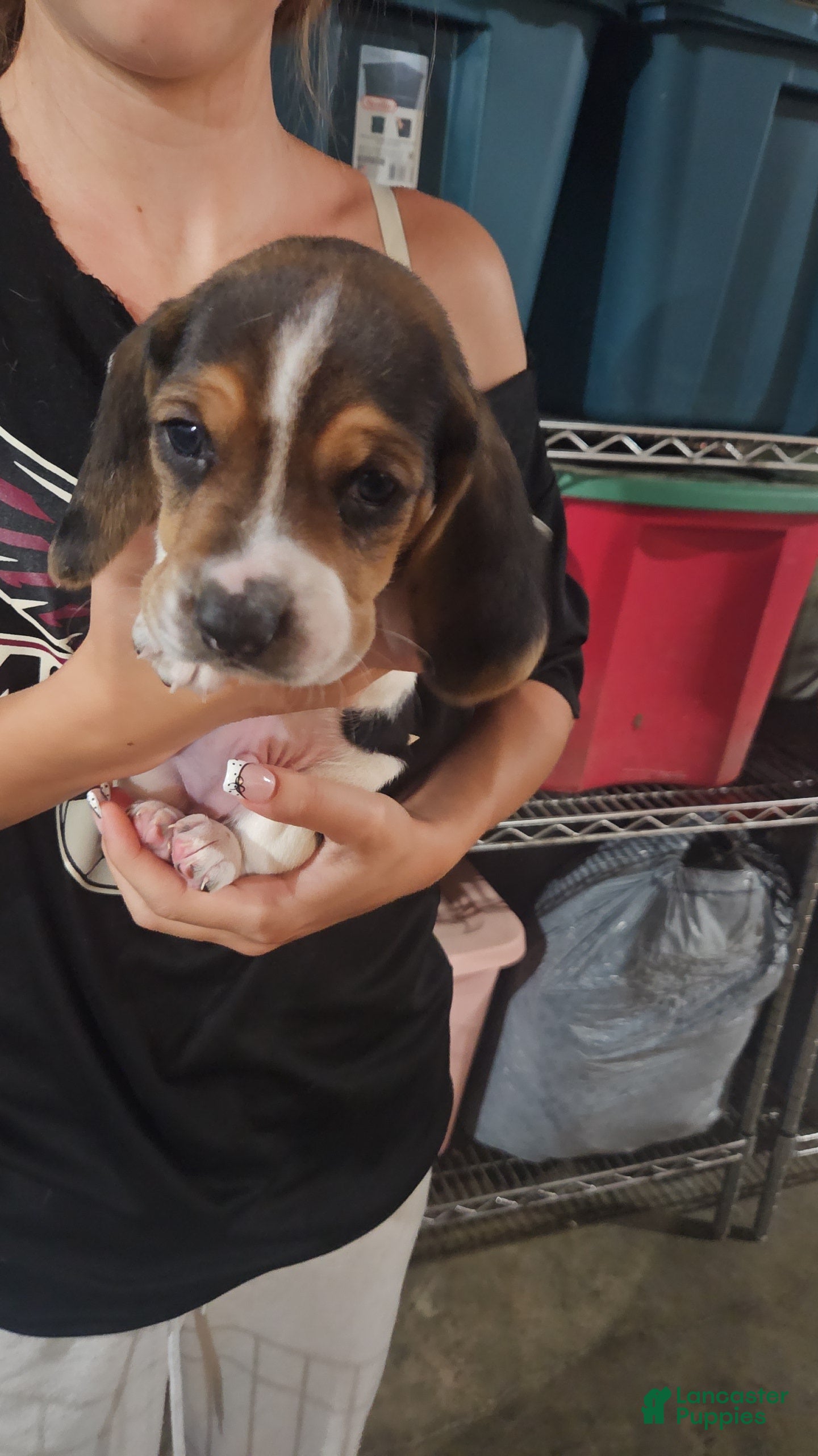 Basset Hound dogs Charm - Ad 19