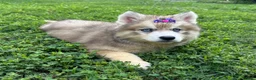 Siberian Husky dogs for sale: RISA - Ad 7