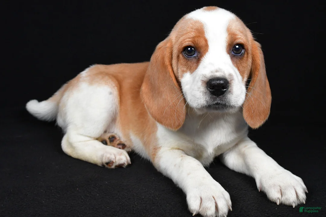 Beagle dogs for sale: Cheryl - Ad 8