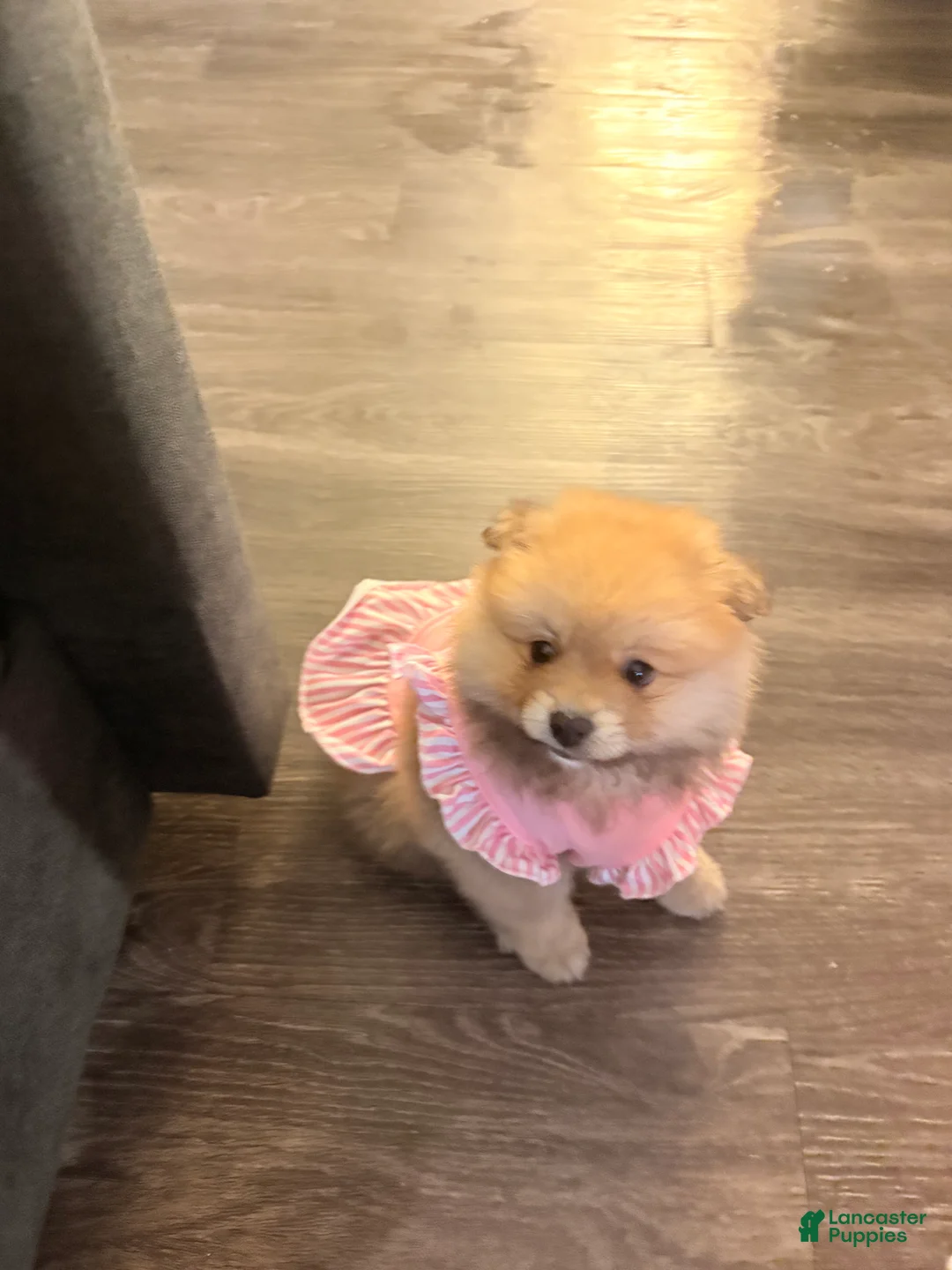 Pomeranian dogs for sale: Pomeranian Puppy 1 - Ad 4