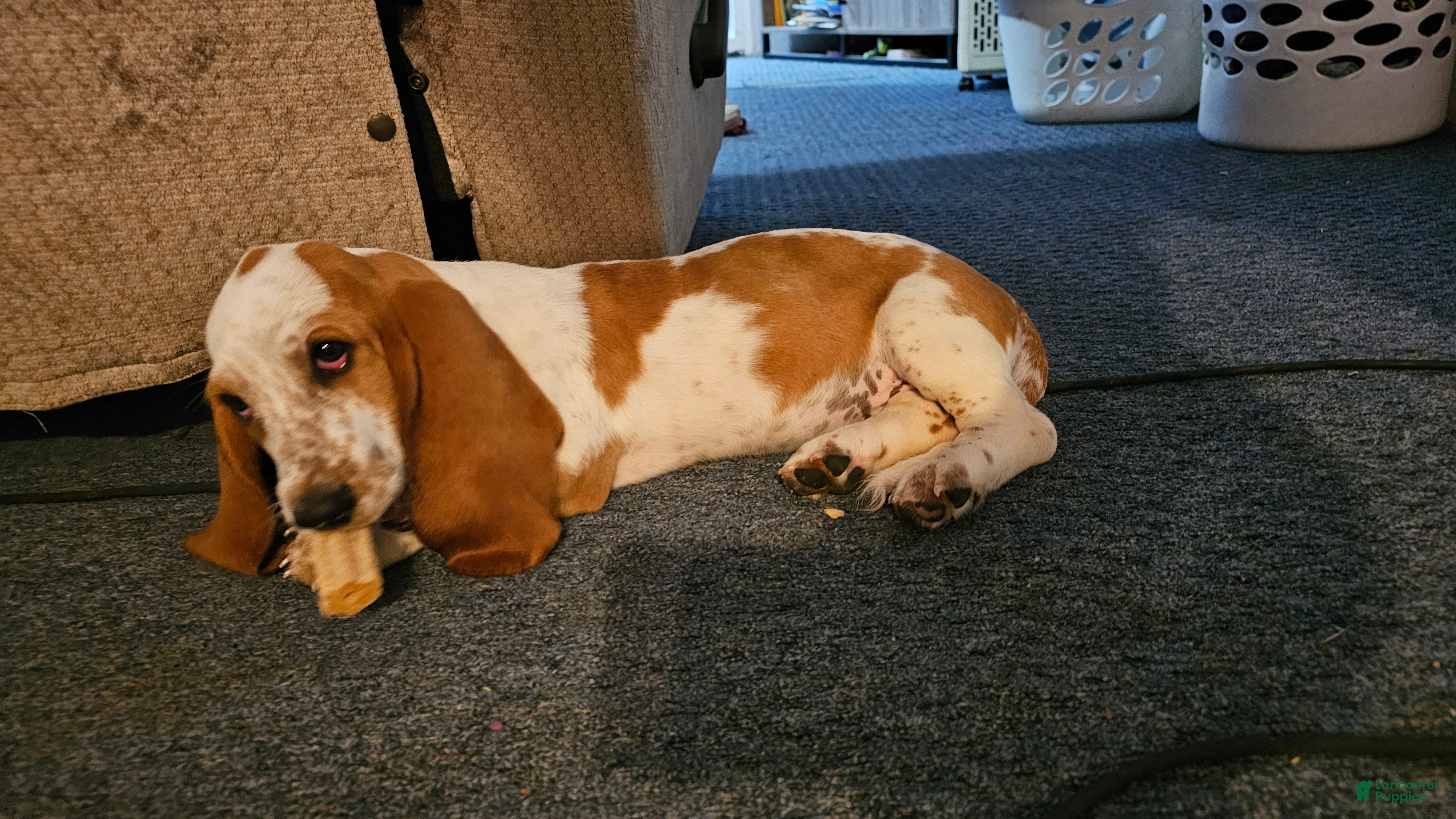Basset Hound dogs Basset Hound 4 - Ad 25