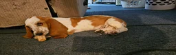 Basset Hound dogs for sale: Basset Hound 4 - Ad 1