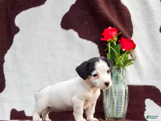 Jack Russell Terrier dogs Mae - Ad 4