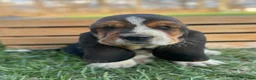 Basset Hound dogs for sale: Oscar - Ad 11