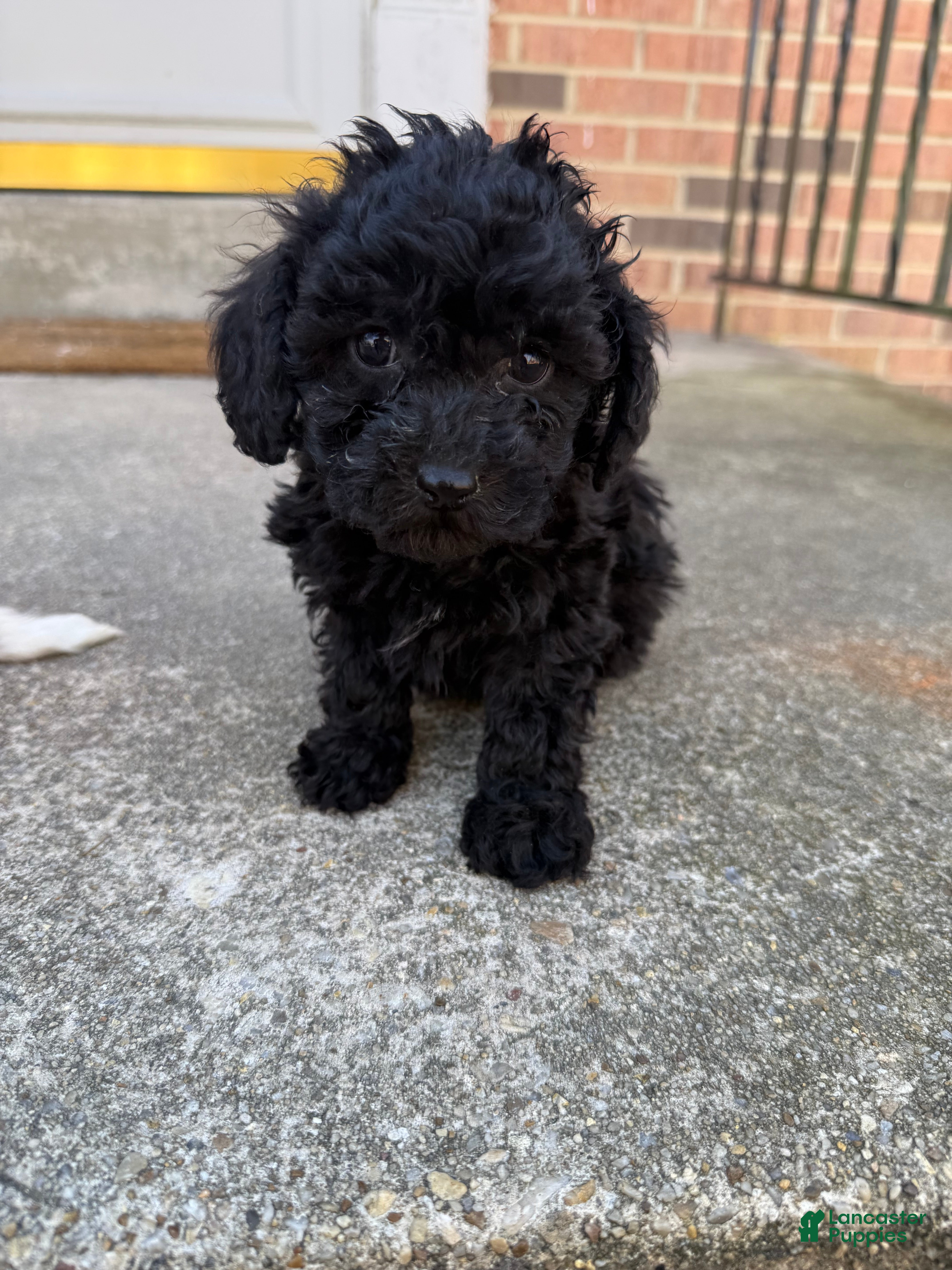 Toy Poodle dogs Toy Poodle Puppy 1 - Ad 39