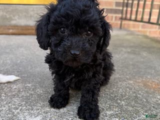 Toy Poodle dogs Toy Poodle Puppy 1 - Ad 39