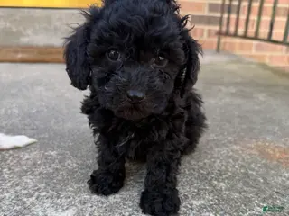 Toy Poodle dogs Toy Poodle Puppy 1 - Ad 26