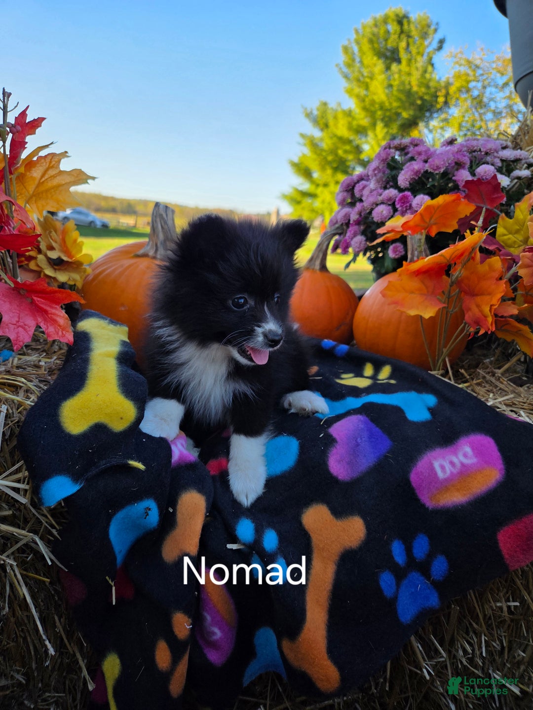 Pomeranian dogs for sale: Nomad - Ad 7