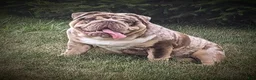 Beabull dogs for sale: Brittany - Ad 8