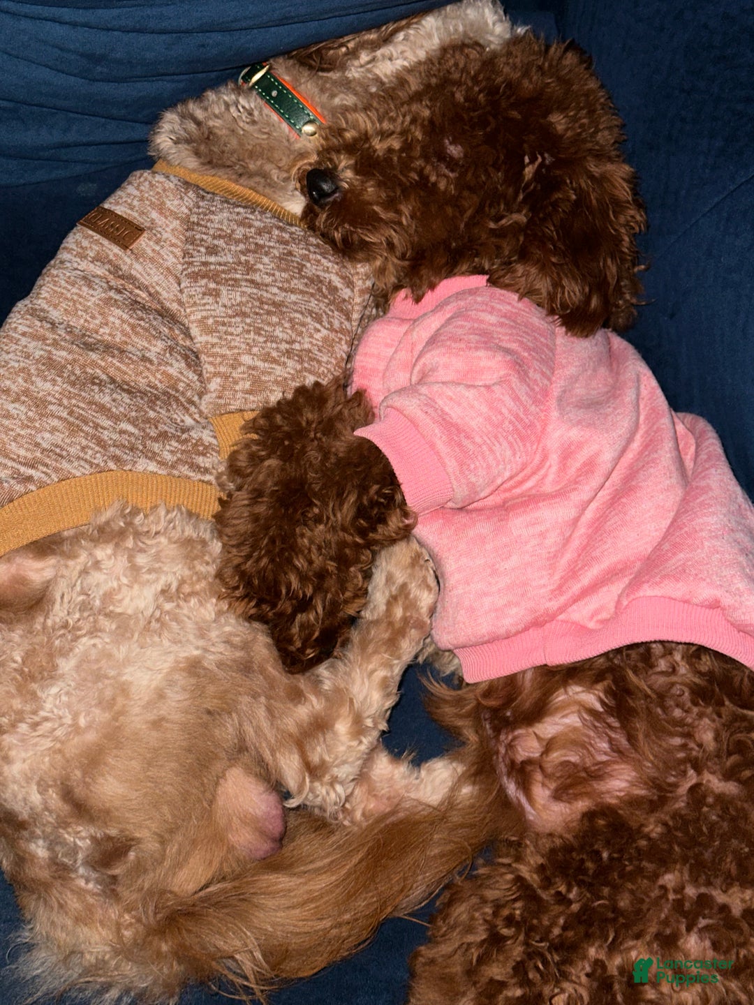 Mini Goldendoodle dogs for sale: Raven - Mini Goldendoodle  - Ad 7