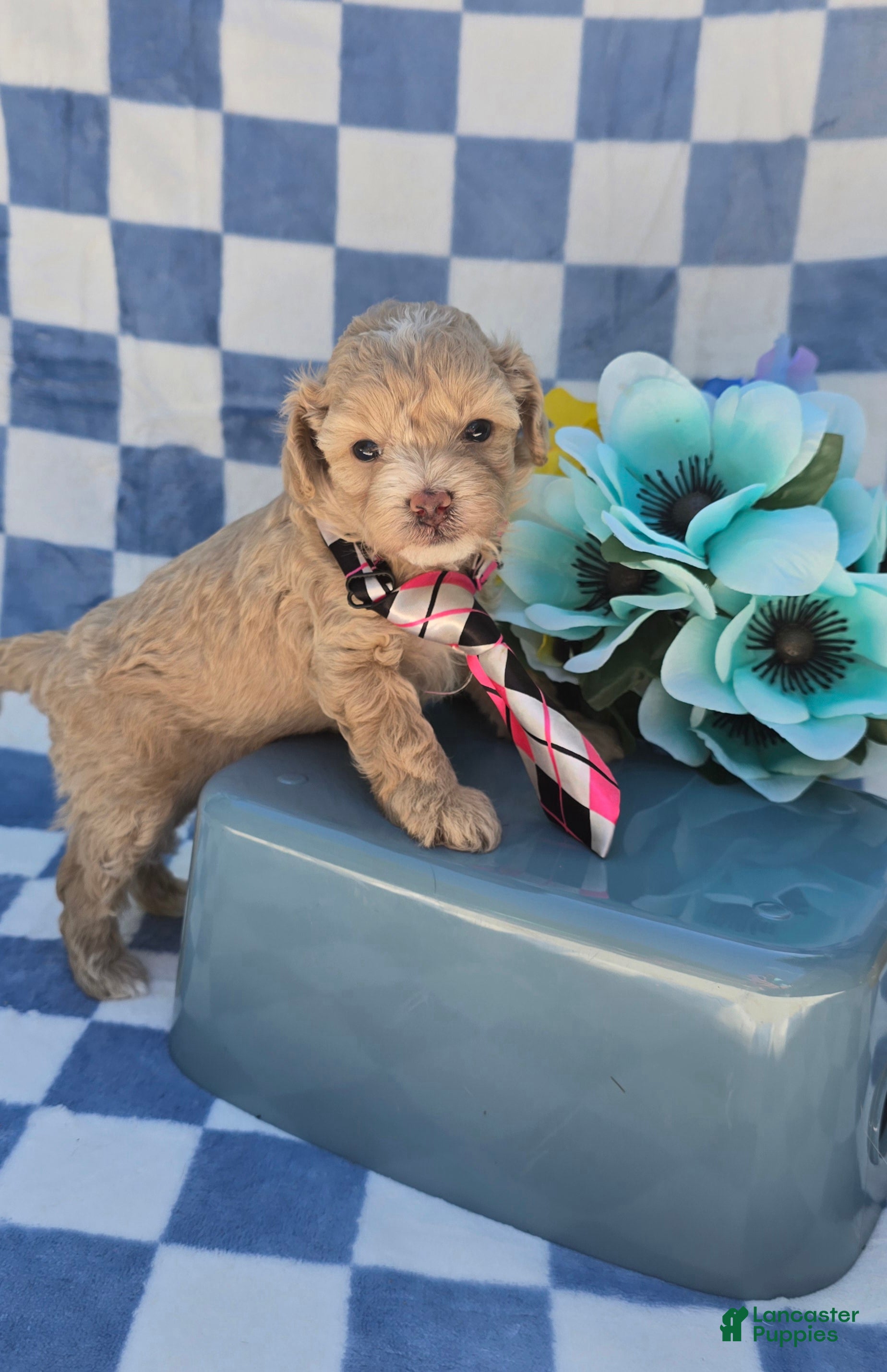 Maltipoo dogs Pooh - Ad 18