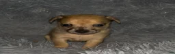 Chiweenie dogs for sale: Hairy Paw-ter - Ad 1