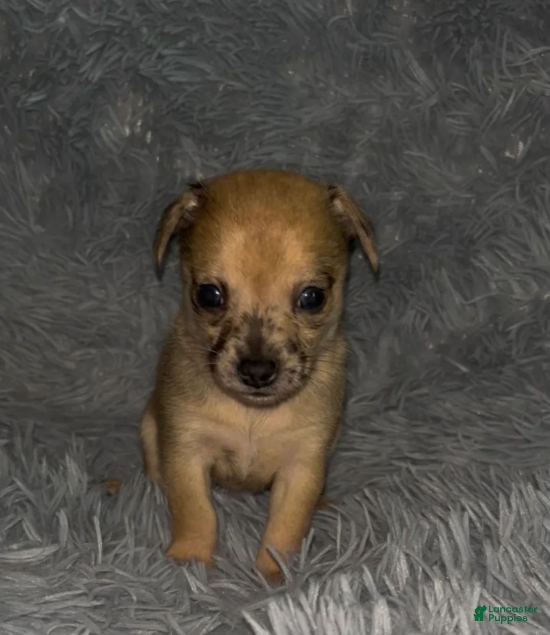 Chiweenie dogs for sale: Hairy Paw-ter - Ad 1