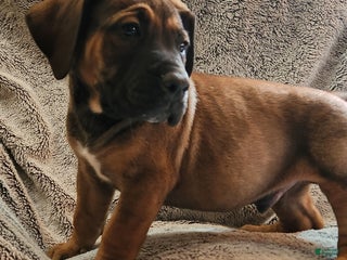 South African Boerboels dogs Ricky - Ad 1