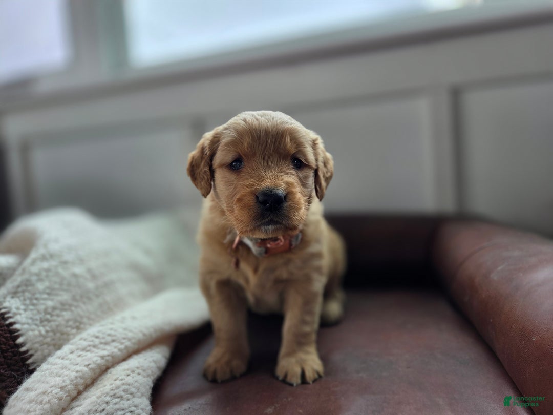 Golden Retriever dogs for sale: Sierra - AKC - Ad 2