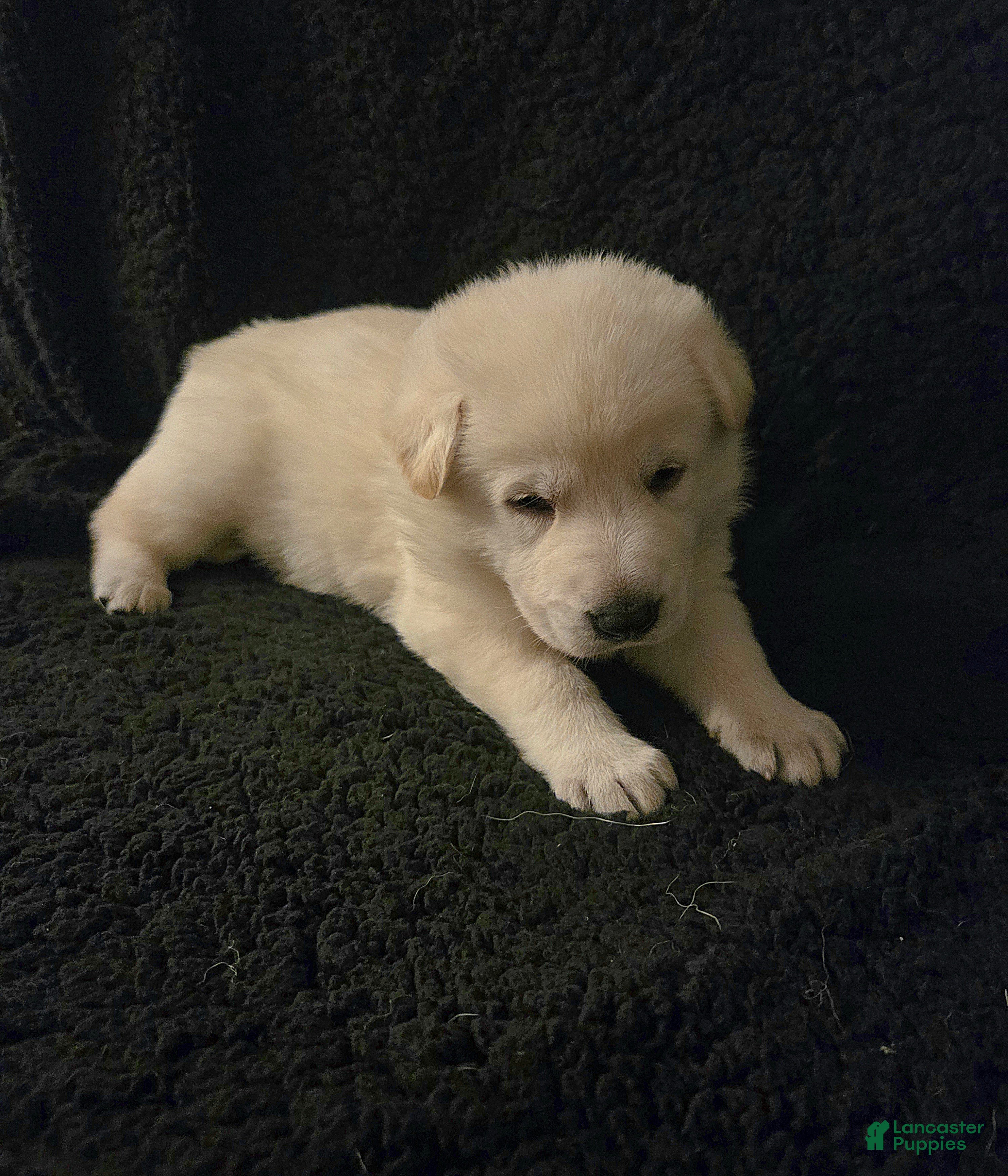 German Shepherd dogs Hans - Ad 1