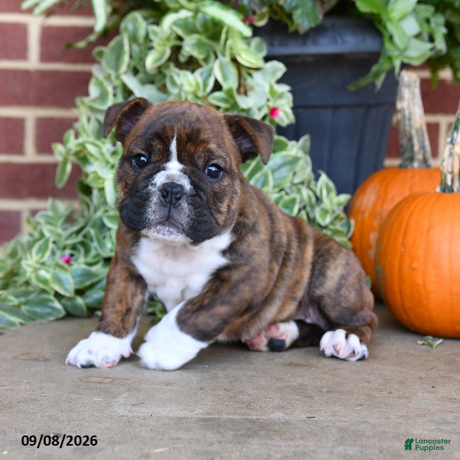 English Bulldog dogs Sailor - Ad 2