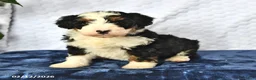 Mini Bernedoodle dogs for sale: Diamond - Ad 4