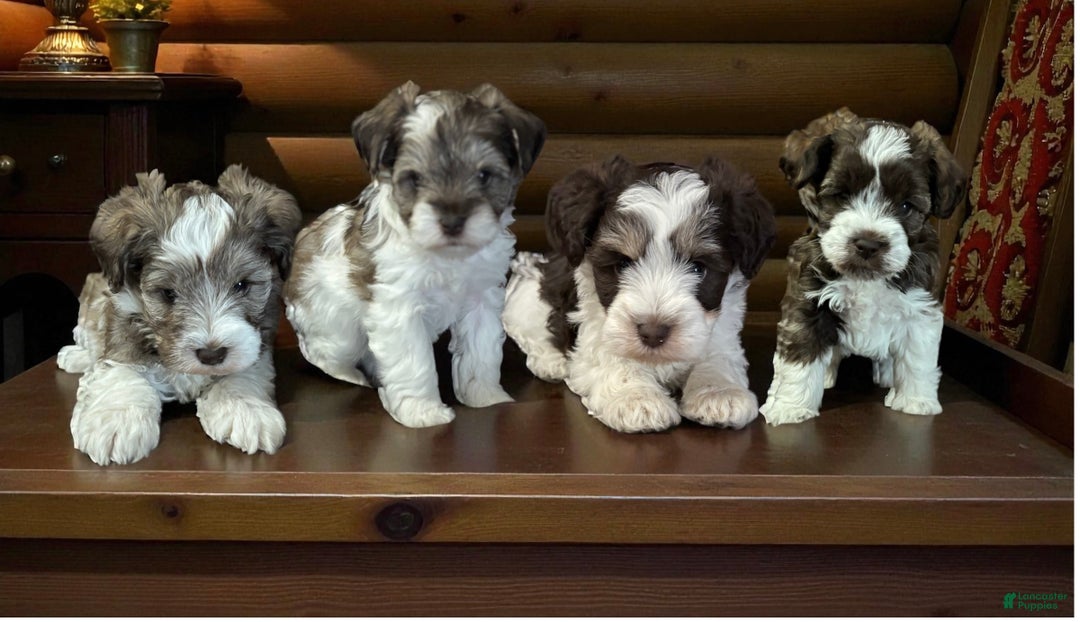 Miniature Schnauzer dogs for sale: Miniature Schnauzer Puppy 3 - Ad 7