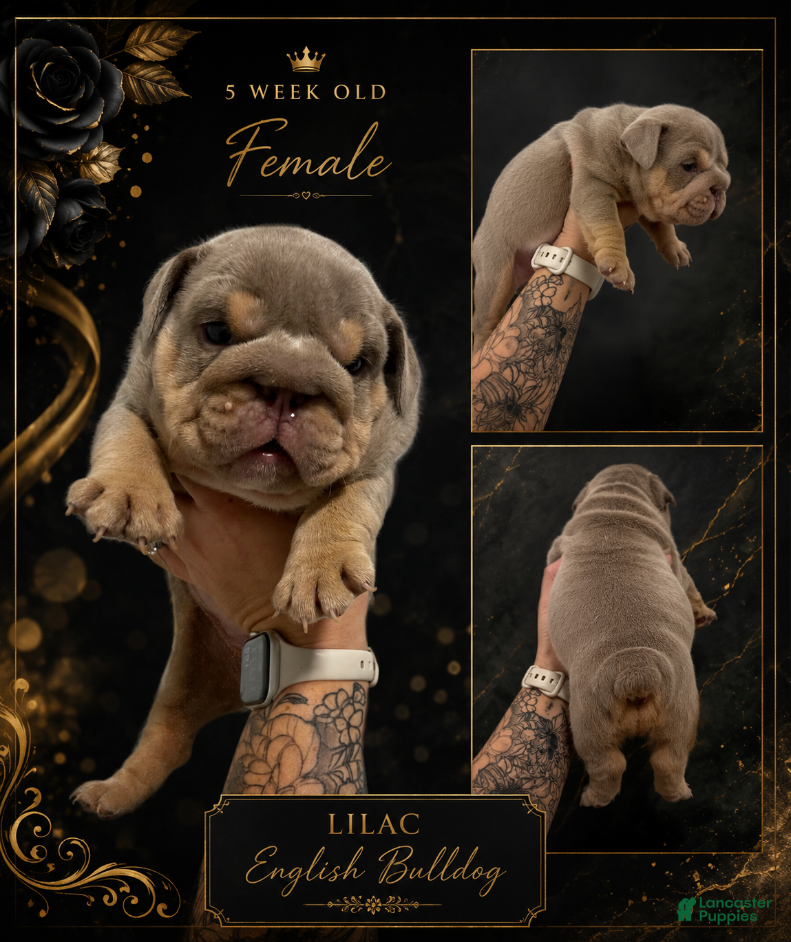 English Bulldog dogs English Bulldog Lilac Female - Ad 1
