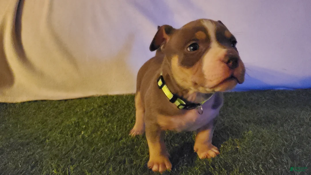 American Bully dogs for sale: American Bully 3 - Ad 2