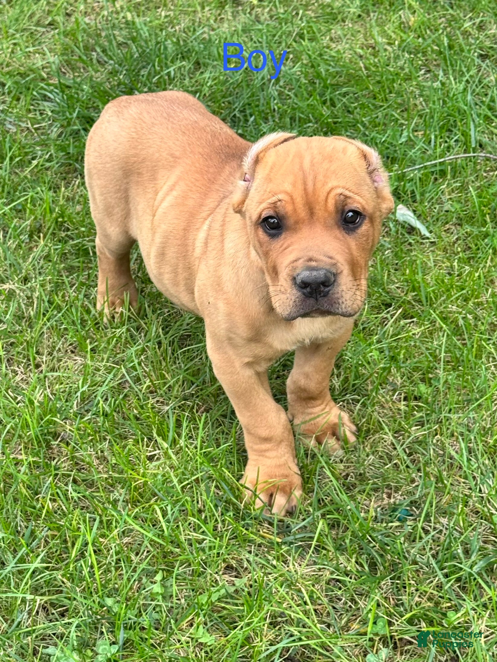 Cane Corso (Cane Corso, Male) in Warsaw, IN
