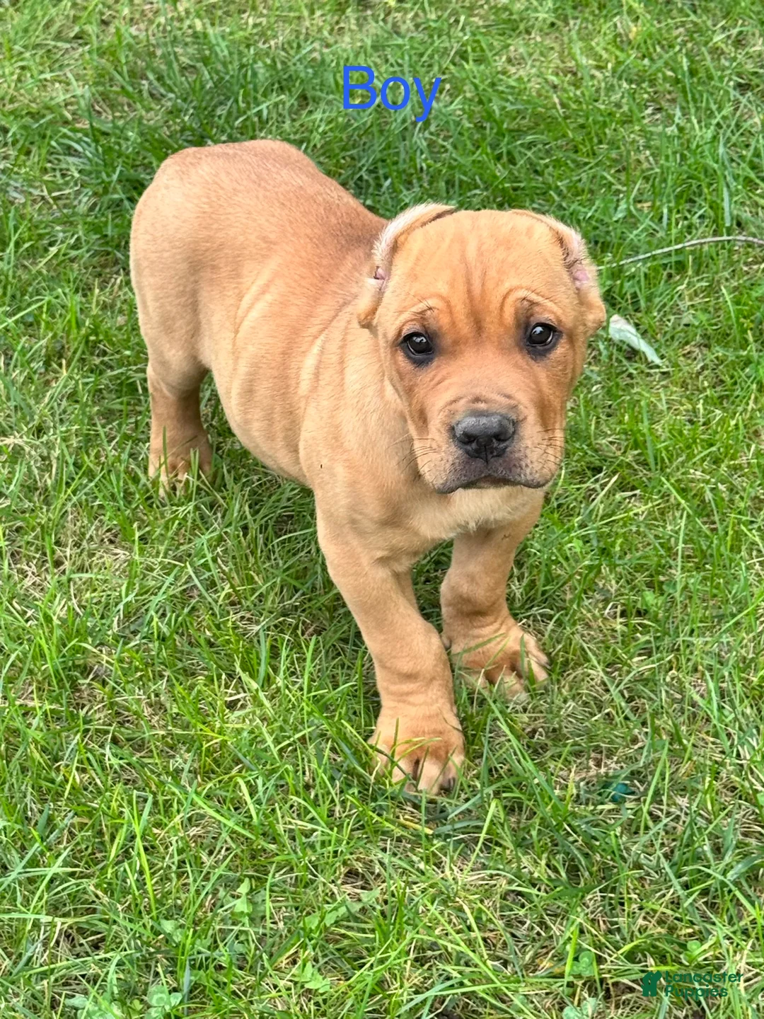 Cane Corso dogs for sale: Cane Corso 3 - Ad 1