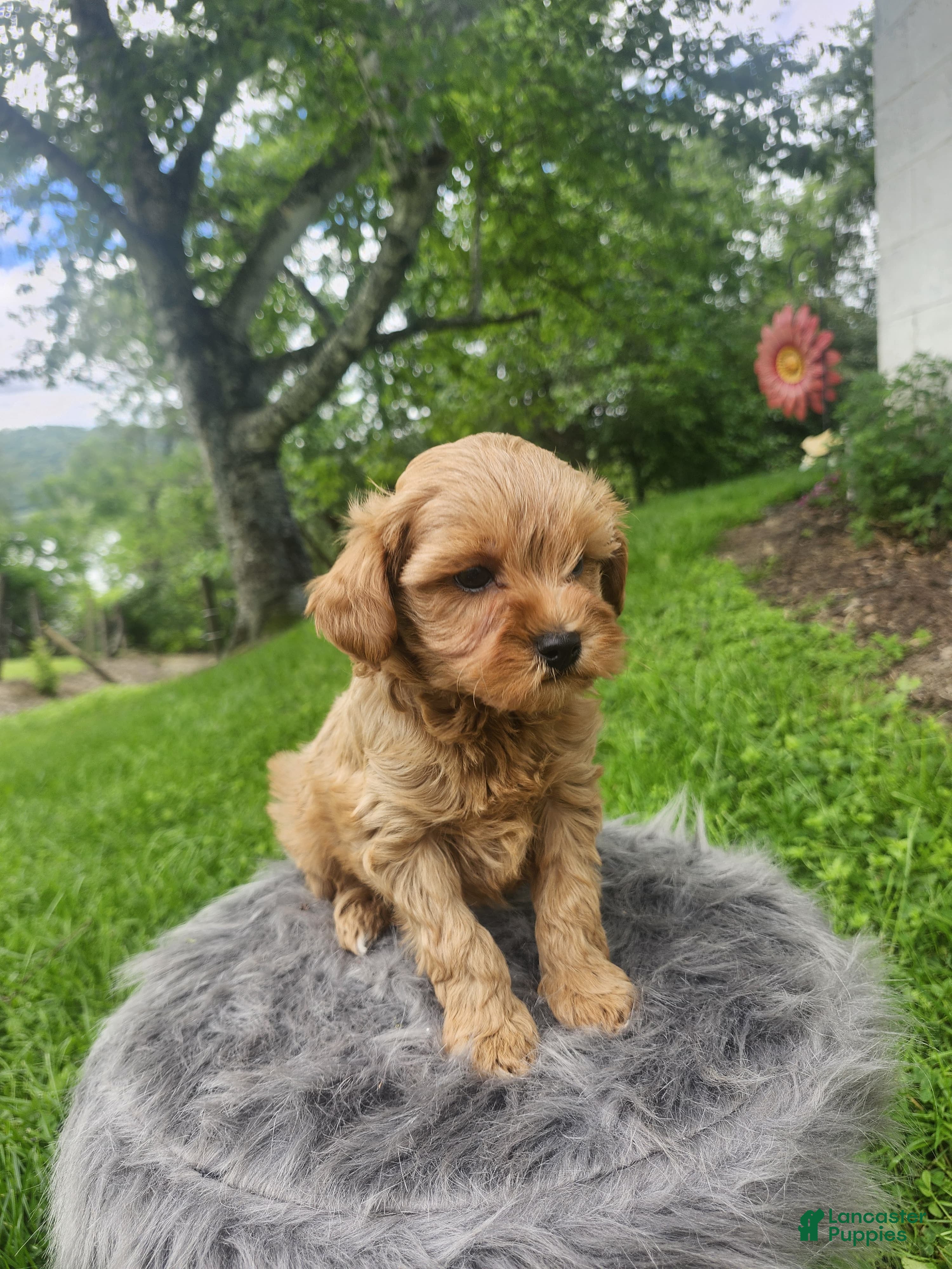 Cavapoo dogs Riley  - Ad 2