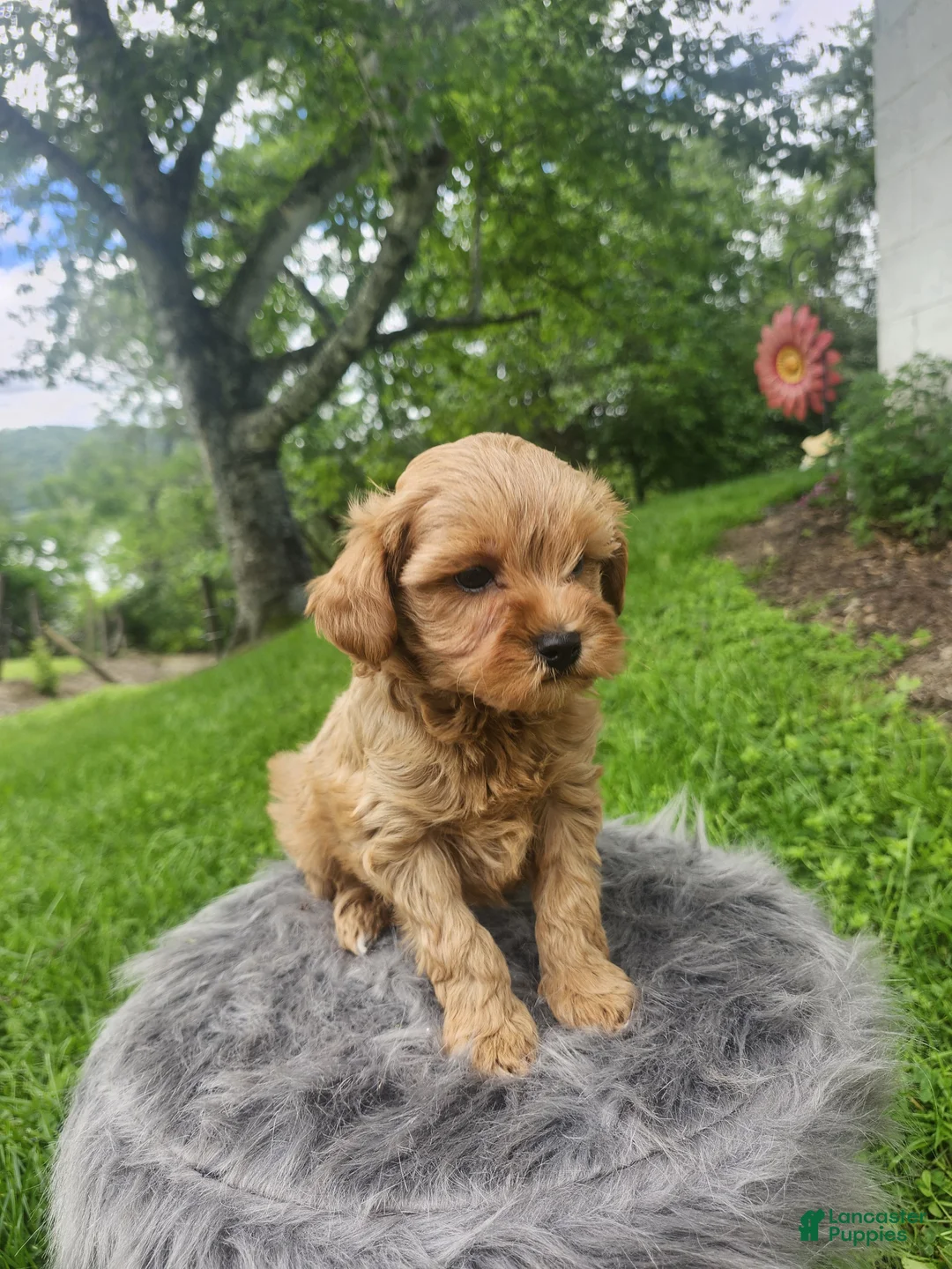 Cavapoo dogs for sale: Riley  - Ad 2