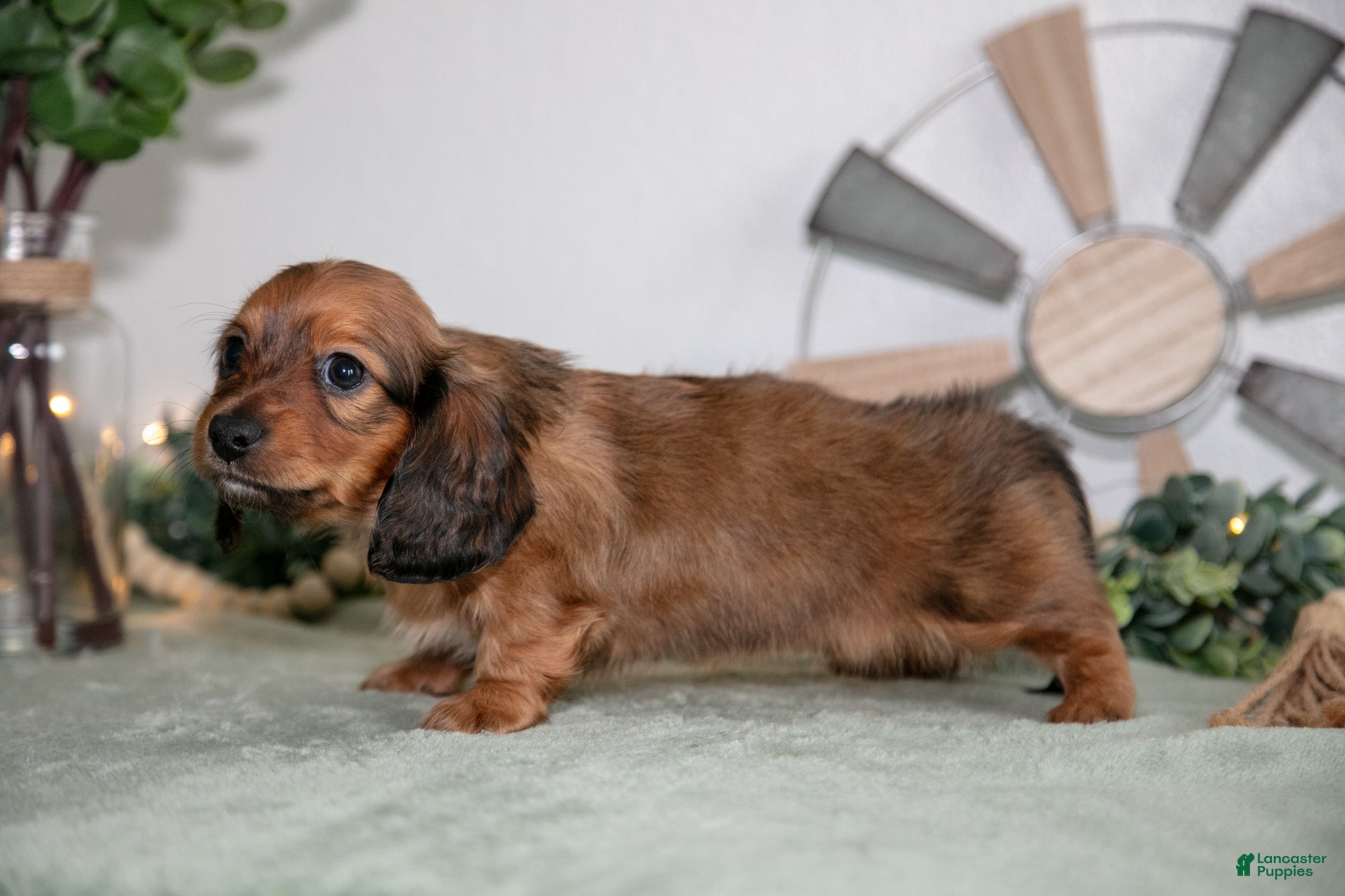 Miniature Dachshund dogs Holly - Ad 2