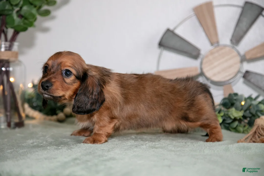 Miniature Dachshund dogs for sale: Holly - Ad 2