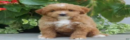 Mini Goldendoodle dogs for sale: Felicity - Ad 4