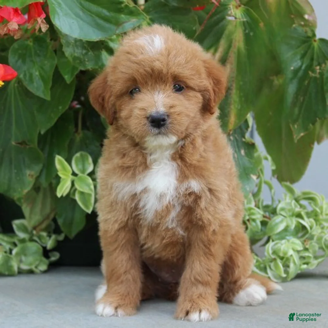Mini Goldendoodle dogs for sale: Felicity - Ad 4