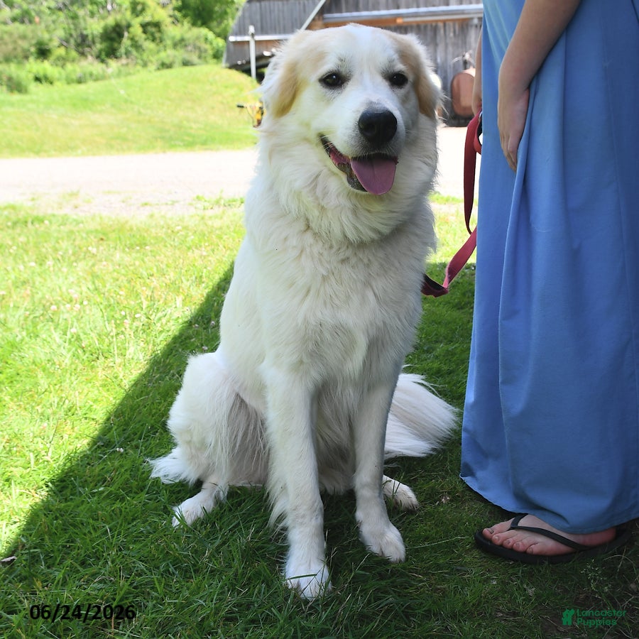 Mixed Breed dogs Samuel - Ad 1