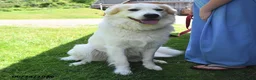 Mixed Breed dogs for sale: Samuel - Ad 3