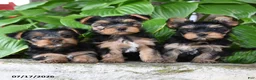 Yorkshire Terrier dogs for sale: Milo - Ad 5