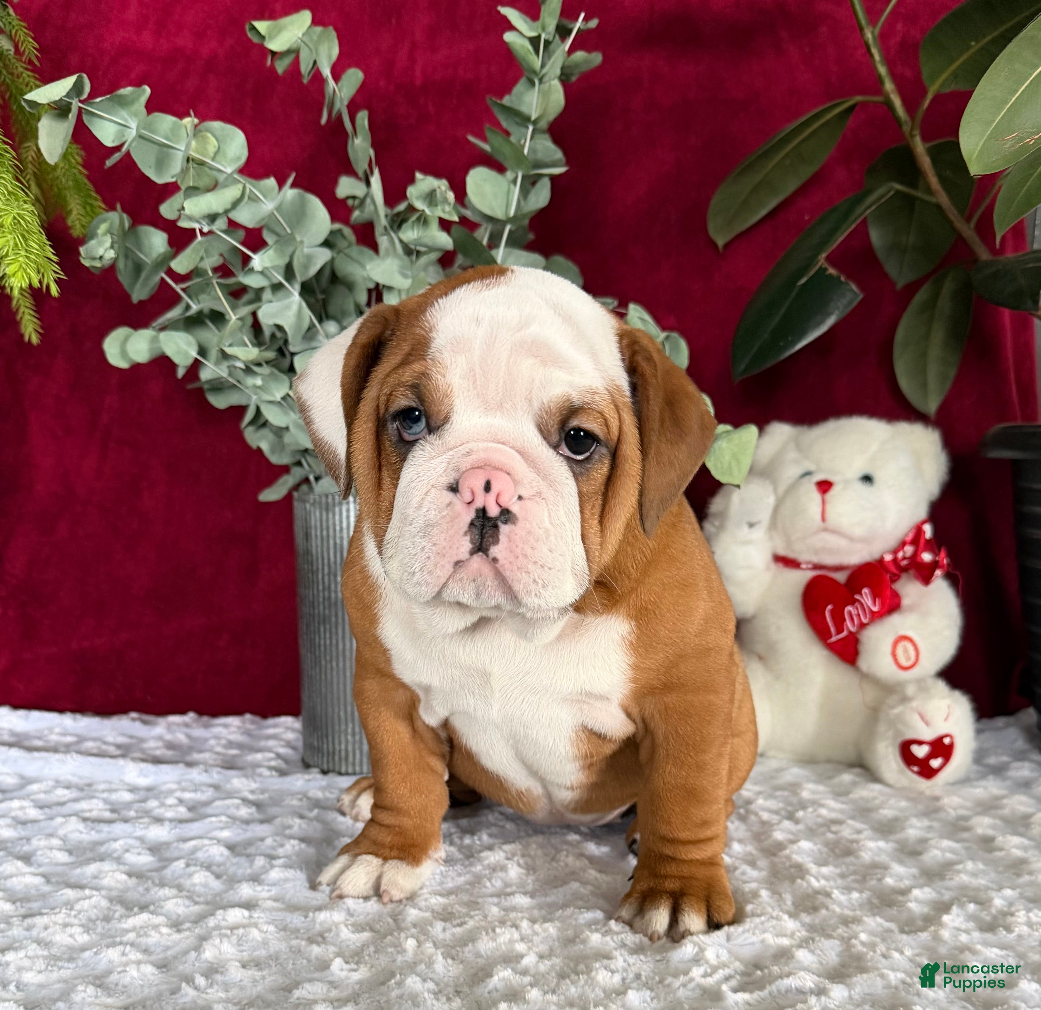 English Bulldog dogs Dottie - Ad 28