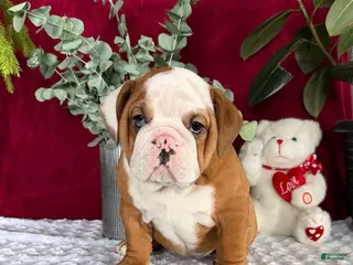 English Bulldog dogs Dottie - Ad 28